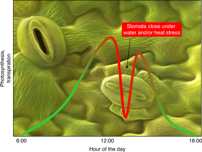 stomata under heat stress